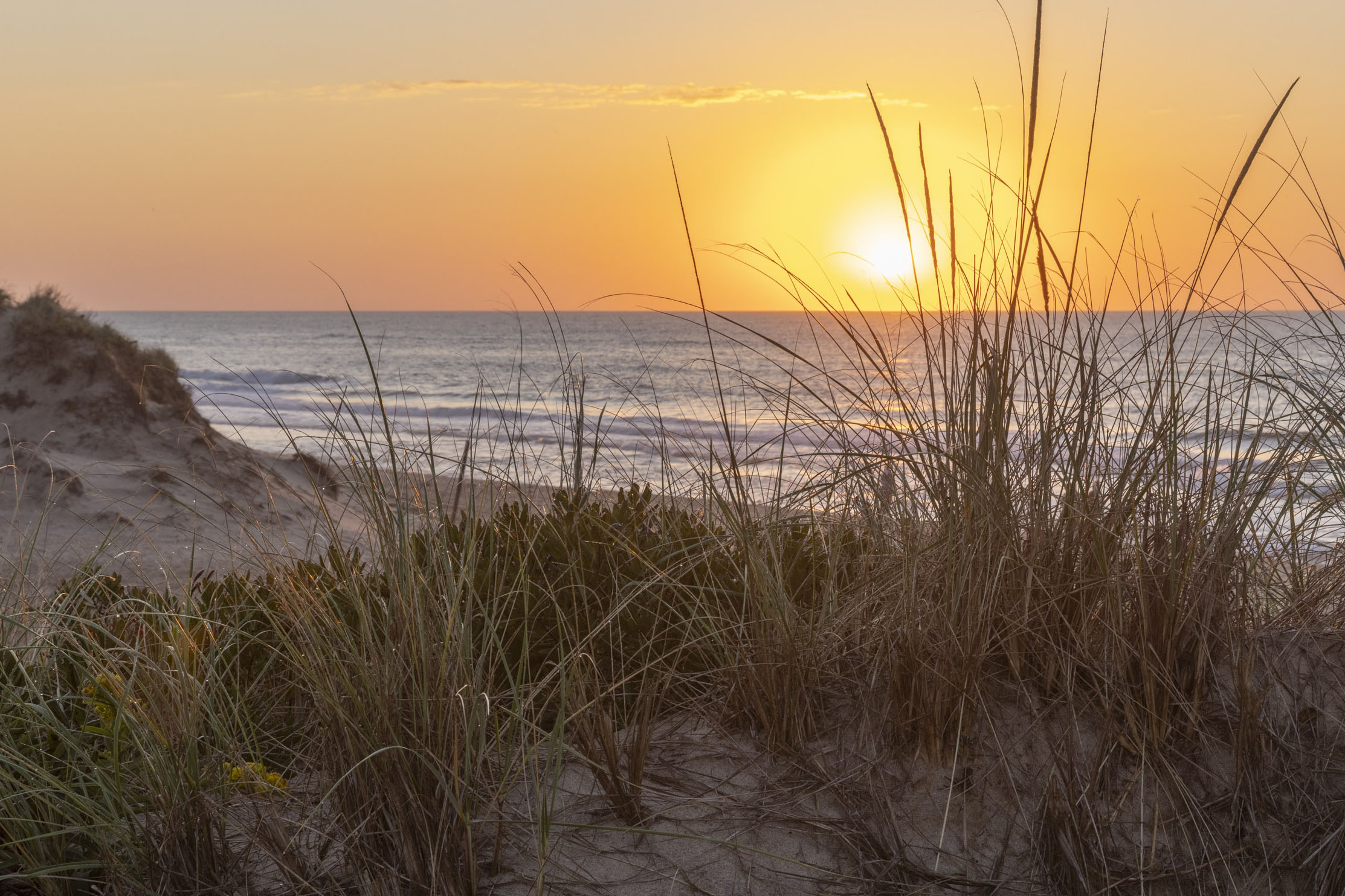 sunrise seen through beach dune grasses